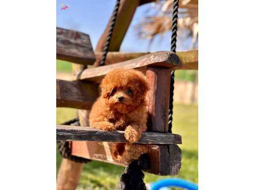 RUHSATLİ ÇİFLİKTEN ÖZEL POODLE YAVRULARI SİZLERİ BEKLİYOR 
