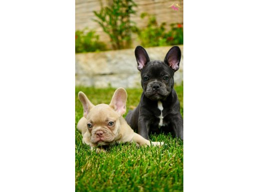 MUHTEŞEM FRENCH BULLDOG YAVRULARI 
