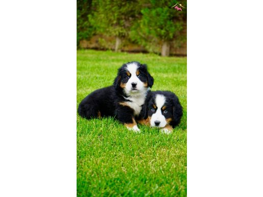 BİR DOST İSTEYENE BERNESE MOUNTAİN DOG YAVRULARI 