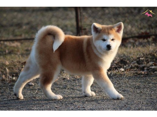 FİLM YILDIZI HACİKO YAVRULARI SİZLERİ BEKLİYOR 