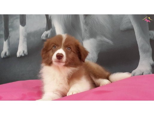 EN GÜZEL VE MUTLU YAVRULAR SİZLERİ BEKLİYOR 