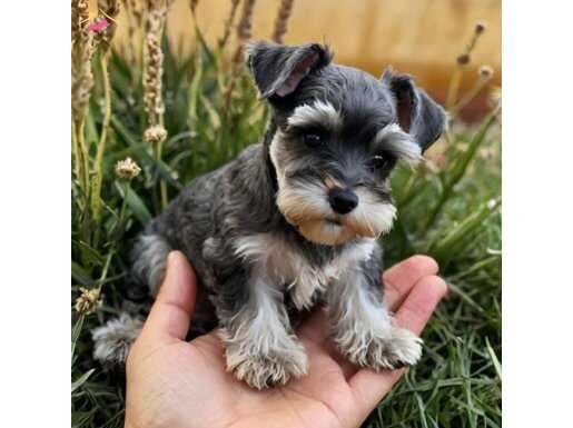 RUHSATLİ ÇİFLİKTEN SCHNAUZER YAVRULARI 
