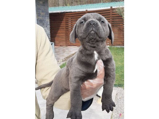 KRALLARIN KÖPEĞİ CANE CORSA YAVRULARI İSTANBUL 