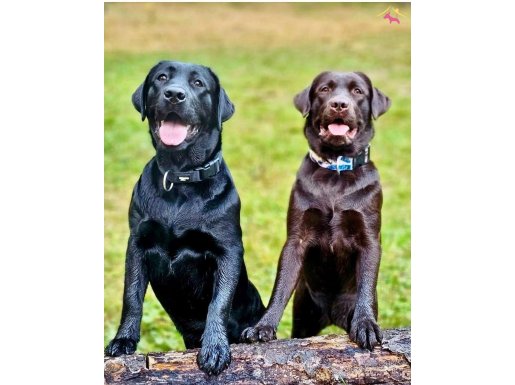 EFSANE GÜZEL LABRADOR YAVRULARI İSTANBUL 