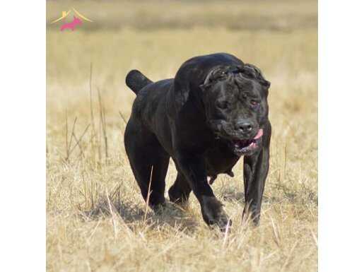 A KALİTE CANE CORSA YAVRULARI İSTANBUL 