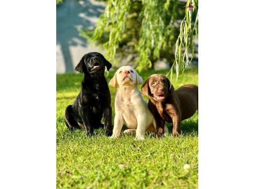 EĞİTİMLİ LABRADOR RETRİEVER YAVRULARI İSTANBUL 