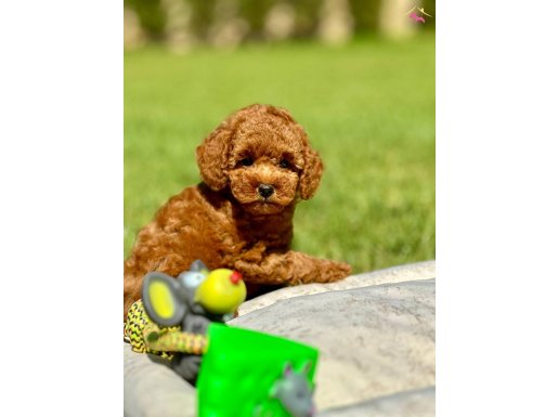 EĞİTİMLİ POODLE BEBEKLERİ SİZLERİ BEKLİYOR 