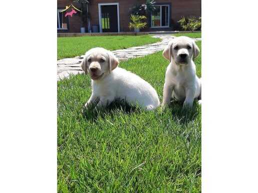 RUHSATLİ ÇİFLİKTEN EĞİTİMLİ LABRADOR YAVRULARI İSTANBUL 