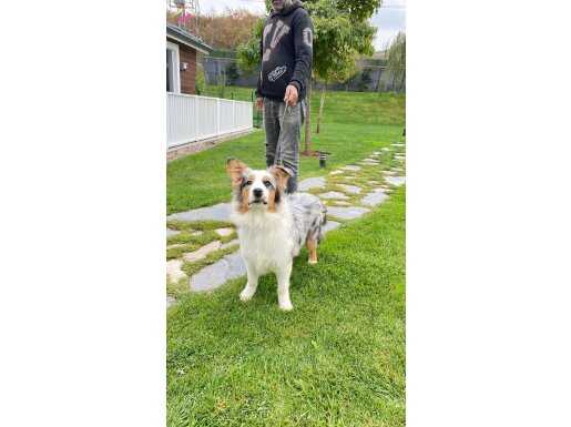 TURKİYENİN EN ÖZEL SECERELİ EĞİTİMLİ AVUSTRALYA ÇOBAN 