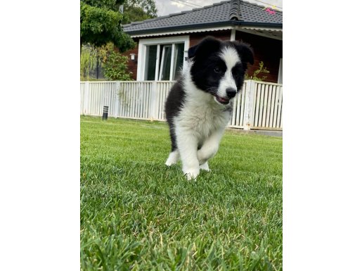 BORDER COLLİE YAVRULARI İSTANBUL 