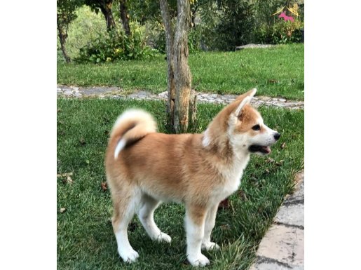 JAPON AKİTA INU YAVRULARİ İSTANBUL 