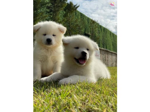 RUHSATLİ ÇİFLİKTEN JAPON AKİTA INU YAVRULARİ 