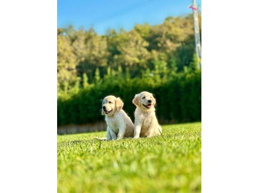 RUHSATLİ ÇİFLİKTEN ÖZEL YAVRULAR 