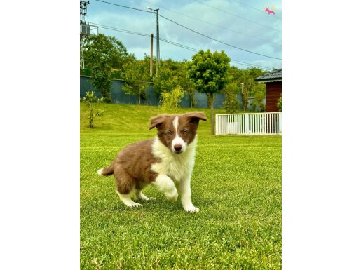 BORDER COLLİE YAVRULARI İSTANBUL 