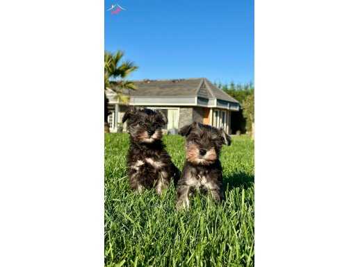 SCHNAUZER YAVRULARI ISTANBUL 