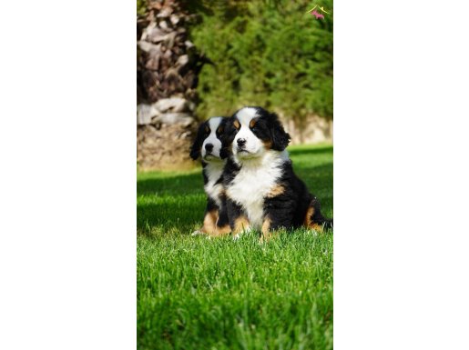 BERNESE MOUNTAİN DOG YAVRULARI İSTANBUL 