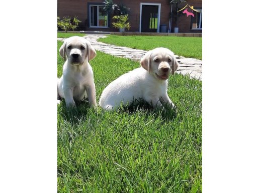 LABRADOR RETRIEVER YAVRULARI ISTANBUL 