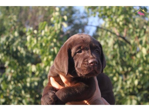 SECERELİ LABRADOR RETRİEVER YAVRULARI İSTANBUL 
