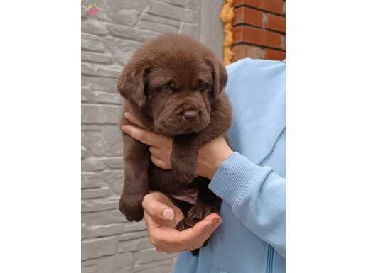 SECERELİ EĞİTİMLİ LABRADOR RETRİEVER YAVRULARI İSTANBUL 