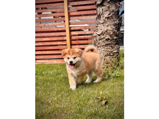 Japon akita ınu yavrulari İstanbul 