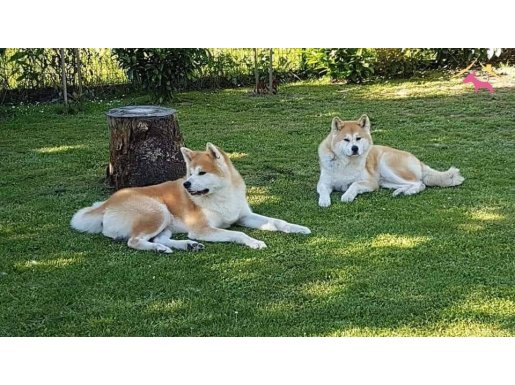 RUHSATLİ ÇİFLİKTEN ÖZEL AKİTA YAVRULARI İSTANBUL 