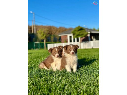 EFSANE GÜZEL BORDER COLLİE YAVRULARİ 