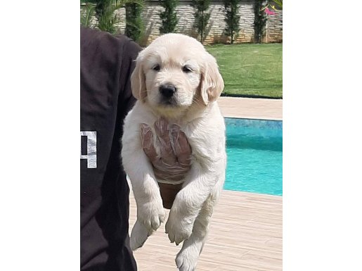 SECERELİ GOLDEN YAVRULARİ İSTANBUL 