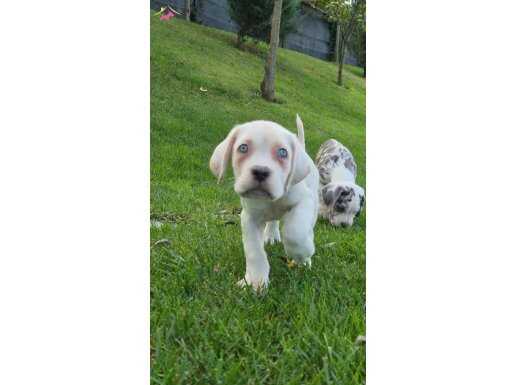 EFSANE GÜZEL CANE CORSA YAVRU