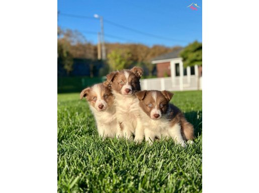 RUHSATLİ ÇİFLİKTEN EFSANE BORDER COLLİE YAVRULARI 