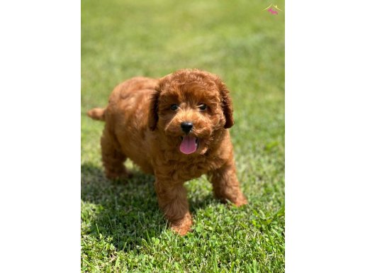 TOY POODLE YAVRU İSTANBUL 