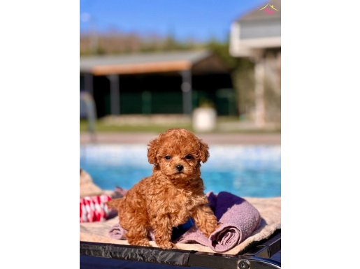 EN MINI POODLE SİZLERİ BEKLİYOR 