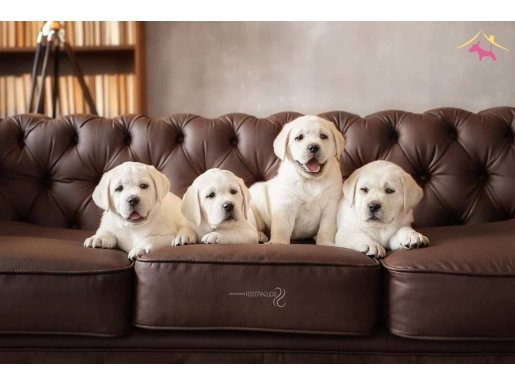 Labrador retriever yavruları İstanbul 
