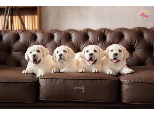 TÜRKİYENİN EN ÖZEL LABRADOR RETRİEVER YAVRULARI 