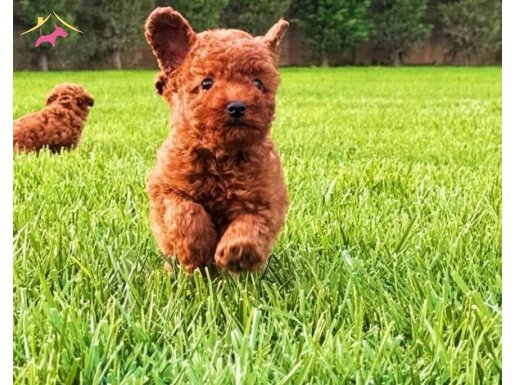 Red Brown Toy Poodle Yavruları 