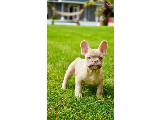 Muhteşem Renk French Bulldog Yavruları 