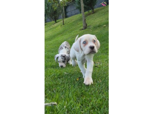 ÖZEL CANE CORSA YAVRULARI 