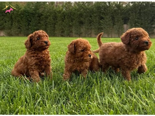 TEA CUP RED BROWN TOY POODLE YAVRULARI 