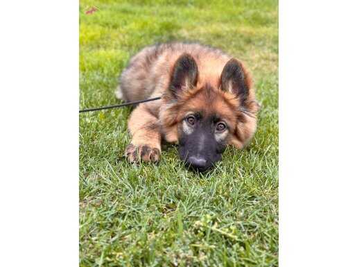 Şecere Uyumlu Karakterli Alman Çoban Köpeği Yavruları İstanbul 