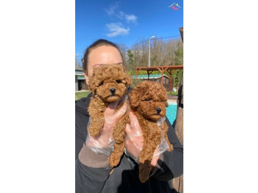 Zekası ve Hipoalerjenik Yapısıyla Red Brown Toy Poodle Yavruları 