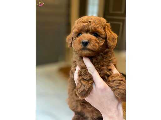 İstanbul Çekmeköy Red Brown Toy Poodle Yavruları ile Tanışın