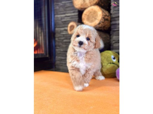 Zeki ve Tüy Dökmeyen Yapısıyla Maltipoo Yavruları Sizi Bekliyor
