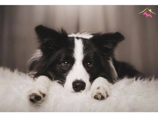 SAFKAN BORDER COLLIE YAVRULARI İSTANBUL