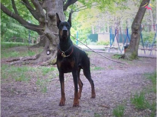 Safkan Doberman Yavruları İstanbul 