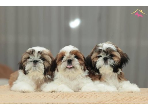 İstanbul Çekmeköy Şirin Shih Tzu Yavruları Albatros Dog Kennels Güvencesiyle