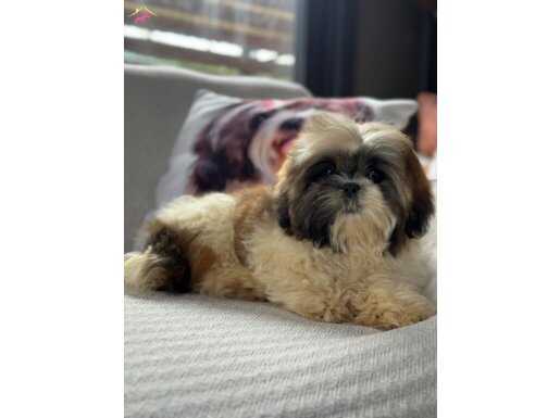 Zekası ve Hipoalerjenik Yapısıyla Shih Tzu Yavruları Sizleri Bekliyor