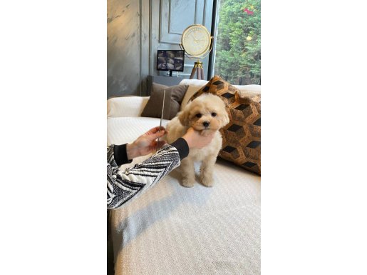 Zekasıyla Büyüleyen Hipoalerjenik 3 Aylık Maltipoo Yavrusu