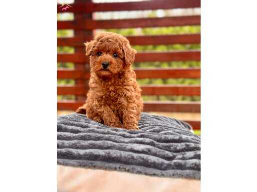 Zeki ve Oyuncu Poodle Toy Yavruları ile Hayatınıza Renk Katın