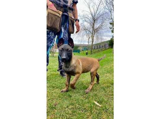 Secereli Belçika Malinois Yavruları Koruma ve İtaat Odaklı