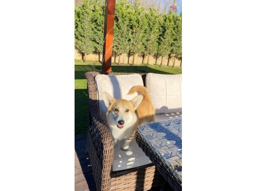 Eğitimli Welsh Corgi Erkek Yavrumuz Sizi Bekliyor