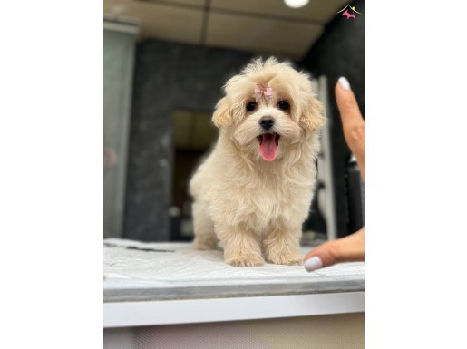 EĞİTİMLİ MALTIPOO YAVRULARI İSTANBUL ÇEKMEKÖY